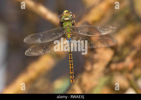 Vert (anax empereur moindre indicus) Banque D'Images