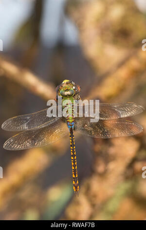 Vert (anax empereur moindre indicus) Banque D'Images