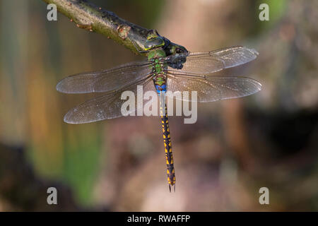 Vert (anax empereur moindre indicus) Banque D'Images