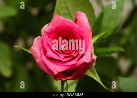 Rose rouge rose avec feuilles vertes dans l'arrière-plan Banque D'Images