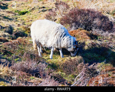 Gros plan d'une brebis Swaledale parmi la quête de Heather sur Derwent Moor dans le Derbyshire Peak District. Banque D'Images