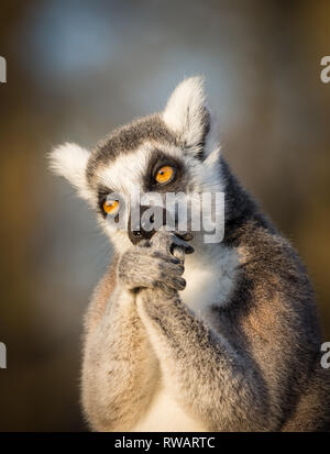 Portrait vue de face gros plan, cimur à queue rollée (Lemur catta) en captivité, isolé en hiver Royaume-Uni soleil piquant ses ongles, West Midlands Safari Park. Banque D'Images
