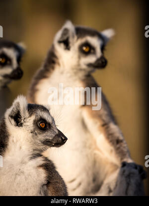 Close up portrait détaillé des lémuriens (ring-tailed Lemur catta), à l'extérieur en bois Lemur à West Midlands Safari Park, Royaume-Uni Banque D'Images