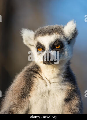 Détaillé, portrait, front view close up of ring-tailed lemur (Lemur catta) isolés en captivité à l'extérieur, assis bien droit dans sun à très somnolent. Banque D'Images