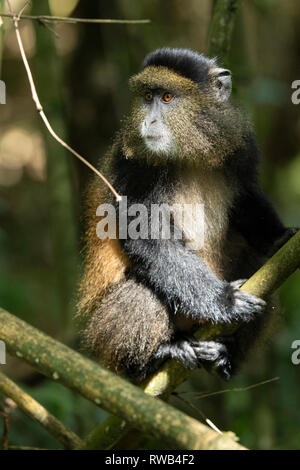 Golden Monkey en forêt de bambou, Cercopithecus kandti, Mgahinga Gorilla National Park, de l'Ouganda Banque D'Images