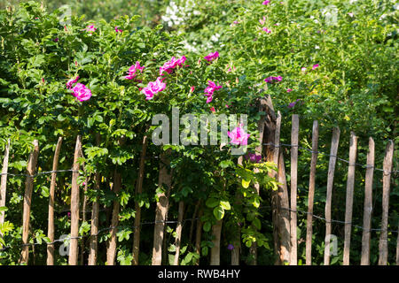 Kartoffel-Rose am Gartenzaun, Thousand Oaks Real, Staketenzaun Stakettenzaun,,, Holzzaun Lattenzaun, Rollzaun Kartoffelrose Runzel-Rose,,, Runzelrose, Rose, Rosa ru Banque D'Images