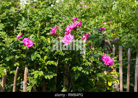 Kartoffel-Rose am Gartenzaun, Thousand Oaks Real, Staketenzaun Stakettenzaun,,, Holzzaun Lattenzaun, Rollzaun Kartoffelrose Runzel-Rose,,, Runzelrose, Rose, Rosa ru Banque D'Images