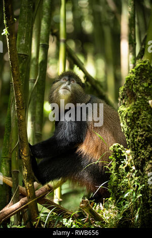 Golden Monkey en forêt de bambou, Cercopithecus kandti, Mgahinga Gorilla National Park, de l'Ouganda Banque D'Images