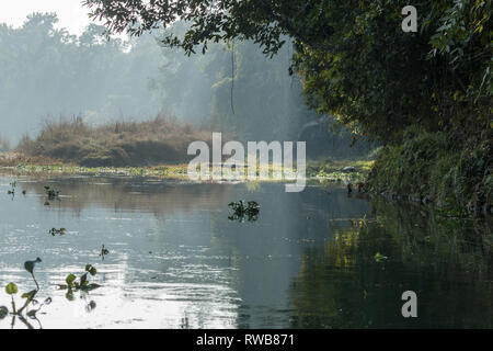 Calme, paisible, mais la rivière infestée de crocodiles dans le parc national de Chitwan, Népal - une destination populaire pour les touristes Banque D'Images