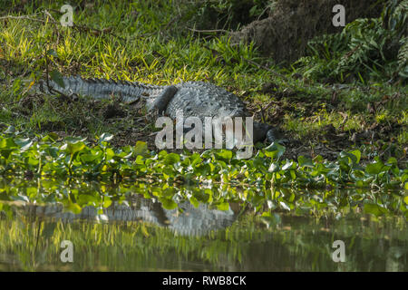 Crocodile (Crocodylus palustris agresseur) dans le parc national de Chitwan, Népal - une destination populaire pour les touristes qui souhaitent observer la faune. Banque D'Images