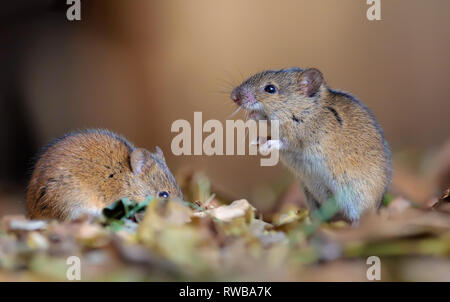 Les souris rayé nice pair posant dans la litière Banque D'Images