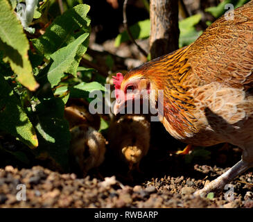 Poule et poussins entre les plantes et à graines et d'insectes à manger Banque D'Images