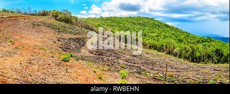 Rayé arbre dans la production d'eucalyptus forêt. Minas Gerais , Brésil. Banque D'Images