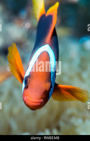 Amphiprion frenatus poisson clown tomate []. Nord de Sulawesi, en Indonésie. Banque D'Images