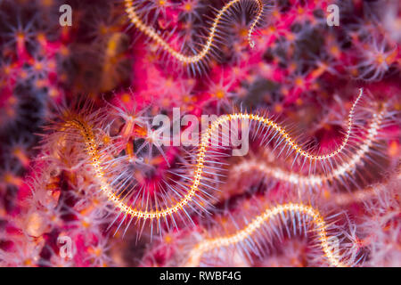 Le rouge foncé [Ophiothrix purpurea fragile star]. Nord de Sulawesi, en Indonésie. Banque D'Images