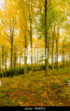 Une forêt feuillue en automne à Rowberrow Warren dans les collines de Mendip, Somerset, Angleterre. Banque D'Images