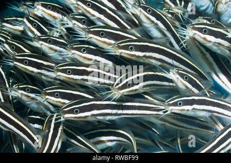 Poisson-chat rayé (Plutosus lineatus) l'école. Manado, Sulawesi, Indonésie. Banque D'Images