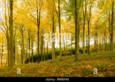 Une forêt feuillue en automne à Rowberrow Warren dans les collines de Mendip, Somerset, Angleterre. Banque D'Images