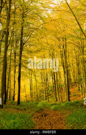 Une forêt feuillue en automne à Rowberrow Warren dans les collines de Mendip, Somerset, Angleterre. Banque D'Images