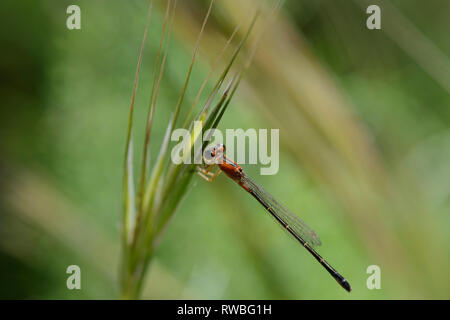 Petite demoiselle Bluetail (rares) demoiselle à queue bleue (Ischnura pumilio), femelle immmature Banque D'Images