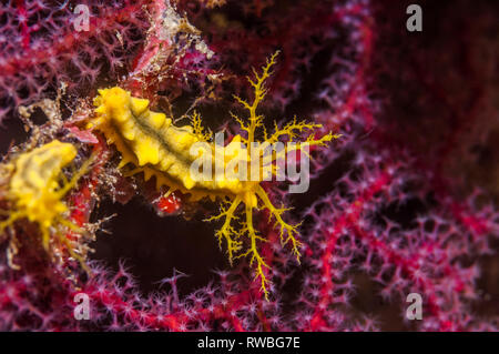 Concombre de mer jaune [Colochirus robustus]. La Papouasie occidentale, en Indonésie. Banque D'Images