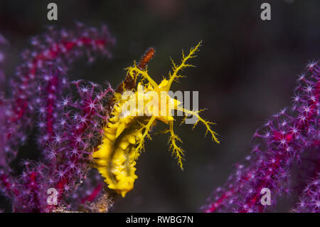 Concombre de mer jaune [Colochirus robustus]. La Papouasie occidentale, en Indonésie. Banque D'Images