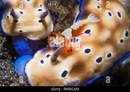 L'Empereur Commensal [crevettes Periclimenes imperator] l'attelage d'un trajet sur un nudibranche [Risbecia tryoni]. Détroit de Lembeh, au nord de Sulawesi, Indonésie. Banque D'Images