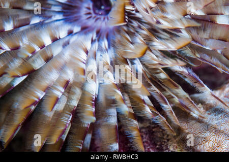 Fanworm indien [Sabellastarte indica]. Détroit de Lembeh, au nord de Sulawesi, Indonésie. Banque D'Images