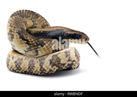 De l'eau faux cobra isolé sur fond blanc Banque D'Images