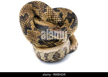 De l'eau faux cobra isolé sur fond blanc Banque D'Images