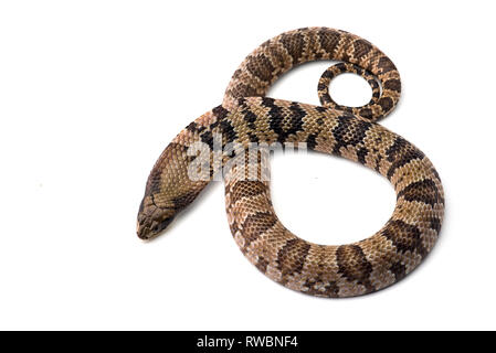 De l'eau faux cobra isolé sur fond blanc Banque D'Images