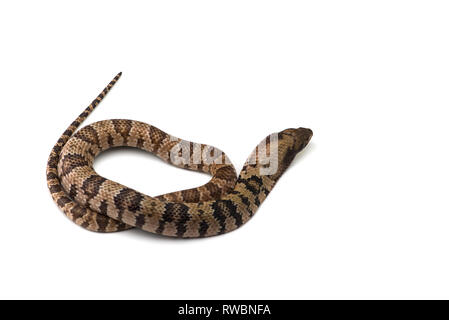 De l'eau faux cobra isolé sur fond blanc Banque D'Images