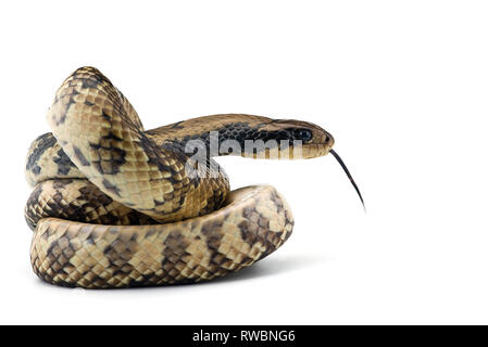 De l'eau faux cobra isolé sur fond blanc Banque D'Images