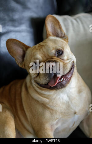 Frenchie ludique assis sur la table et de poser. Banque D'Images