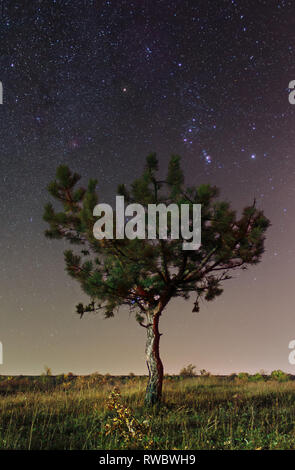 Ciel étoilé de Krivoï Rog, Ukraine. Étoiles d'hiver. La photographie de l'espace. Pin solitaire isolé sur fond cosmique. Banque D'Images