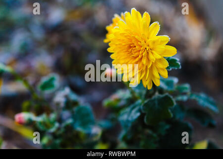 Fleur jaune chrysanthème gelé. Fleur de chrysanthème avec bourgeons gelés sur fond vert. Chrysanthème inflorenscence de Krivoï Rog, Ukraine Banque D'Images