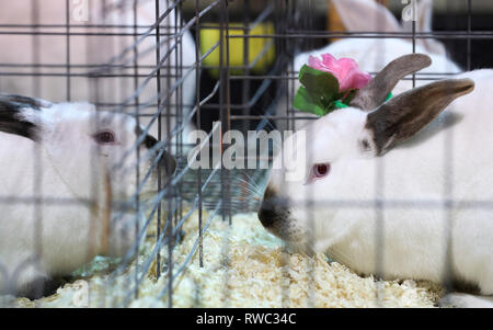 Houston, USA. 4e Mar, 2019. Les lapins sont vus au cours de la reproduction des jeunes et concours de costume de lapin Cavia à Houston, Texas, États-Unis, le 4 mars 2019. Le concours a été lancé ici le lundi dans le cadre de la Houston Livestock Show and Rodeo a tenu jusqu'au 17 mars. Credit : Yi-Chin Lee/Xinhua/Alamy Live News Banque D'Images