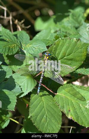 Schleswig, Deutschland. 28 Sep, 2018. Un mâle bleu-vert (Aeshna cyanea demoiselle mosaïque), une espèce de la noble famille de libellules (Aeshnidae), qui est le sous-ordre de la grande libellule (Anisoptera) sur un terminal blackberry bush sur le bord de la route dans la région de Schleswig. Ordre : libellules (Odonata), sous-Ordre : libellules (Anisoptera), Uberfamilie : Aeshnoidea, Famille : Noble libellules (Aeshnidae), Genre : Mosaïque maidens (Aeshna), essence : Blue-mica de jeune fille dans le monde de l'utilisation | Credit : dpa/Alamy Live News Banque D'Images