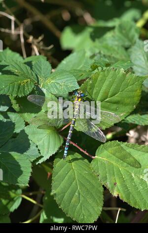 Schleswig, Deutschland. 28 Sep, 2018. Un mâle bleu-vert (Aeshna cyanea demoiselle mosaïque), une espèce de la noble famille de libellules (Aeshnidae), qui est le sous-ordre de la grande libellule (Anisoptera) sur un terminal blackberry bush sur le bord de la route dans la région de Schleswig. Ordre : libellules (Odonata), sous-Ordre : libellules (Anisoptera), Uberfamilie : Aeshnoidea, Famille : Noble libellules (Aeshnidae), Genre : Mosaïque maidens (Aeshna), essence : Blue-mica de jeune fille dans le monde de l'utilisation | Credit : dpa/Alamy Live News Banque D'Images