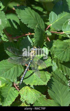 Schleswig, Deutschland. 28 Sep, 2018. Un mâle bleu-vert (Aeshna cyanea demoiselle mosaïque), une espèce de la noble famille de libellules (Aeshnidae), qui est le sous-ordre de la grande libellule (Anisoptera) sur un terminal blackberry bush sur le bord de la route dans la région de Schleswig. Ordre : libellules (Odonata), sous-Ordre : libellules (Anisoptera), Uberfamilie : Aeshnoidea, Famille : Noble libellules (Aeshnidae), Genre : Mosaïque maidens (Aeshna), essence : Blue-mica de jeune fille dans le monde de l'utilisation | Credit : dpa/Alamy Live News Banque D'Images