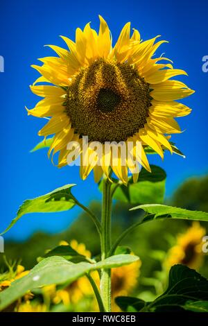 La fleur d'un tournesol (Helianthus annuus), également appelé tournesol commun, dans un champ près de Saarmund dans le Brandebourg. Ordre : asterales (Asterales), famille : Korbblutler (Asteraceae), sous-famille : Asteroideae, tribu : Heliantheae, genre : le tournesol (Helianthus) | conditions dans le monde entier Banque D'Images