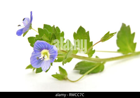 Close-up de minces Speedwell (Veronica filiformis) isolé sur fond blanc Banque D'Images