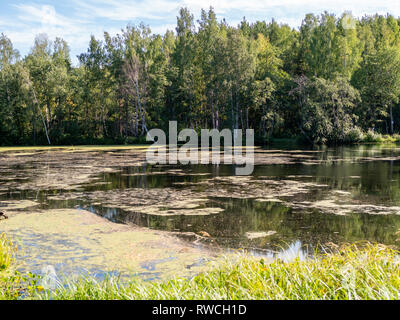 Un petit lac couvert de boue avec un livre vert forêt de bouleaux sur la rive au coucher du soleil un jour d'été Banque D'Images