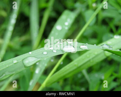 Gouttes de rosée du matin sur un brin d'herbe. Gouttes d'eau sur l'herbe verte étincelante, fraîcheur concept, nature background Banque D'Images