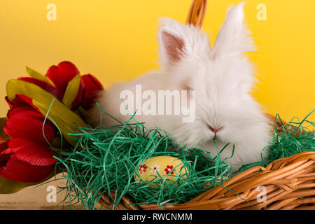 Peu de bunny dans panier avec les œufs décorés et des tulipes - Pâques - Image Banque D'Images