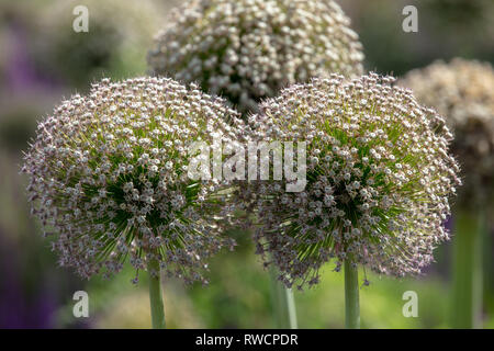 L'allium Gladiator après la floraison, prêt à être coupé et utilisé comme fleur séchée. London, UK Banque D'Images