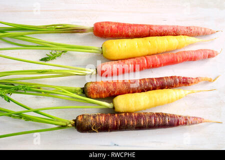 Arc-en-ciel fraîche tirée des carottes sur fond blanc rustique en format horizontal. Banque D'Images