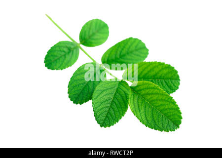 Feuilles vert bransh de rose est une plante ou Rosa rugosa ou Japonais rose isolated on white Banque D'Images