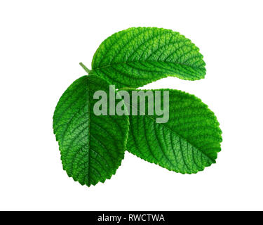 Feuille verte d'églantier ou Rosa rugosa ou Japonais rose est une plante sur blanc. Mise à plat, vue du dessus Banque D'Images