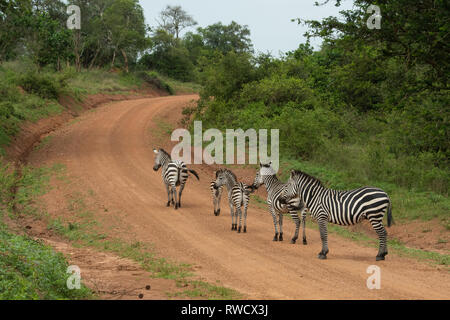 Le zèbre de Burchell, Equus burchellii, parc national du lac Mburo, Ouganda Banque D'Images